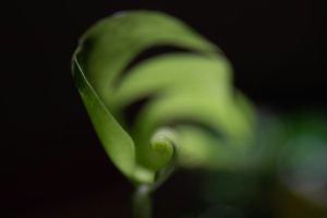 What Curling Leaves Often Signal in Spring