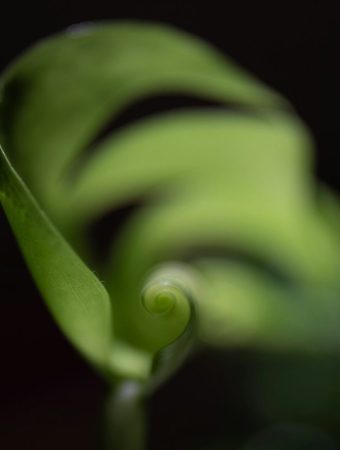 What Curling Leaves Often Signal in Spring