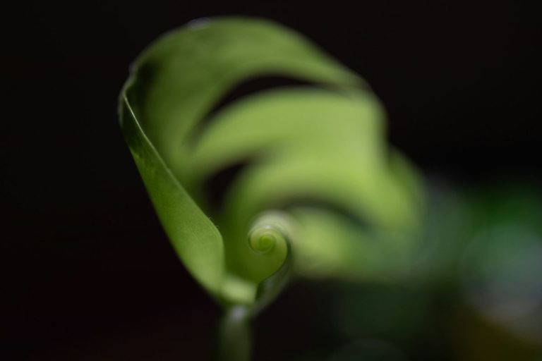 What Curling Leaves Often Signal in Spring