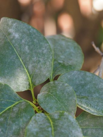 What Powdery Mildew Looks Like and How to Stop It Early