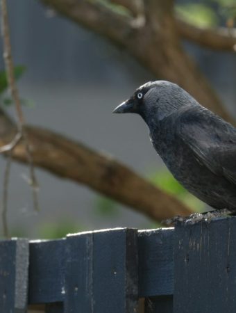 How to Stop Birds From Digging Up Seeds