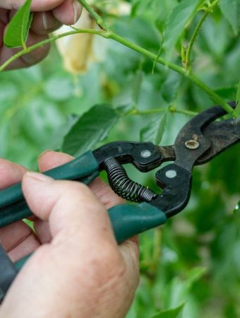 The Best Low-Cost Garden Tools That Actually Last for Years