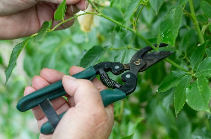 The Best Low-Cost Garden Tools That Actually Last for Years