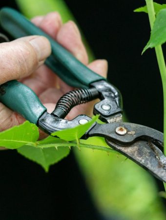 March Pruning Mistakes That Reduce Summer Harvests