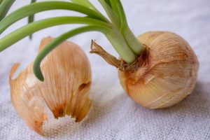 Plants You Can Still Start Indoors for Free