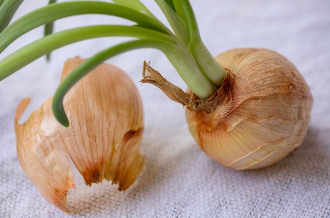 Plants You Can Still Start Indoors for Free