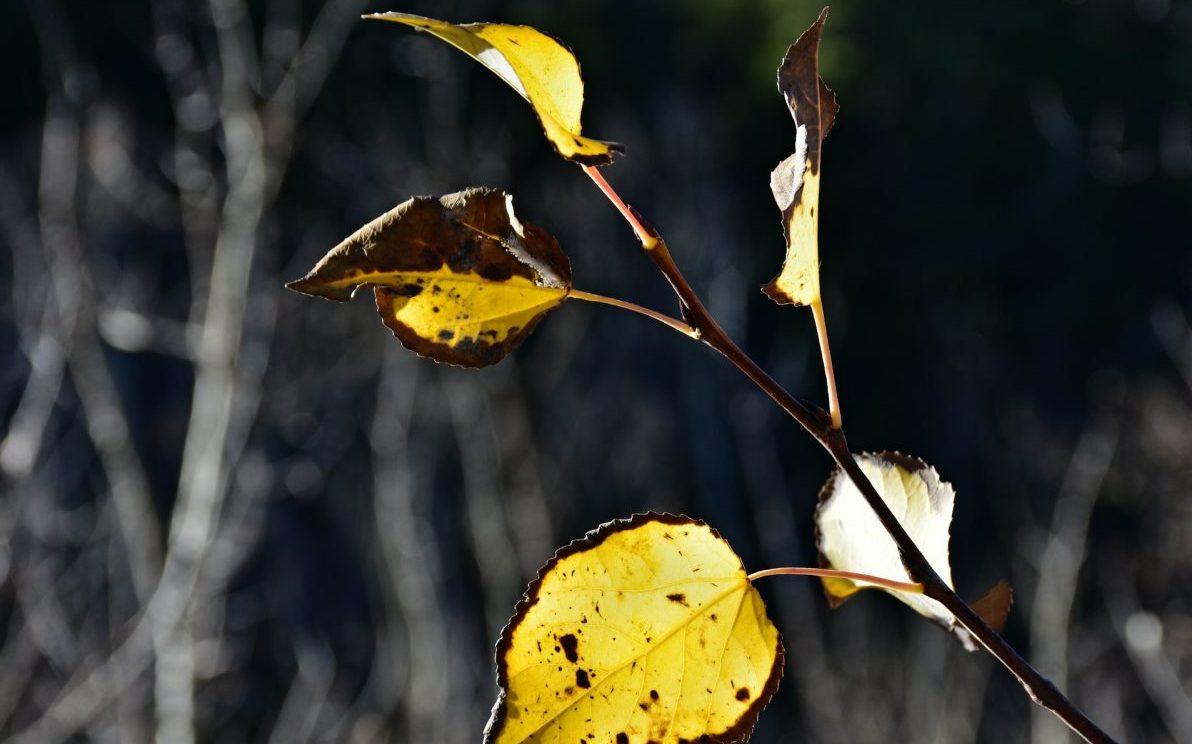 How to Deal With Sudden Leaf Yellowing Before Plants Decline