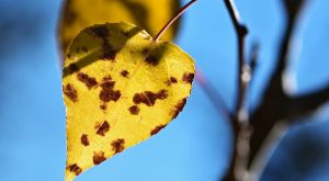 How to Deal With Sudden Leaf Yellowing Before Plants Decline