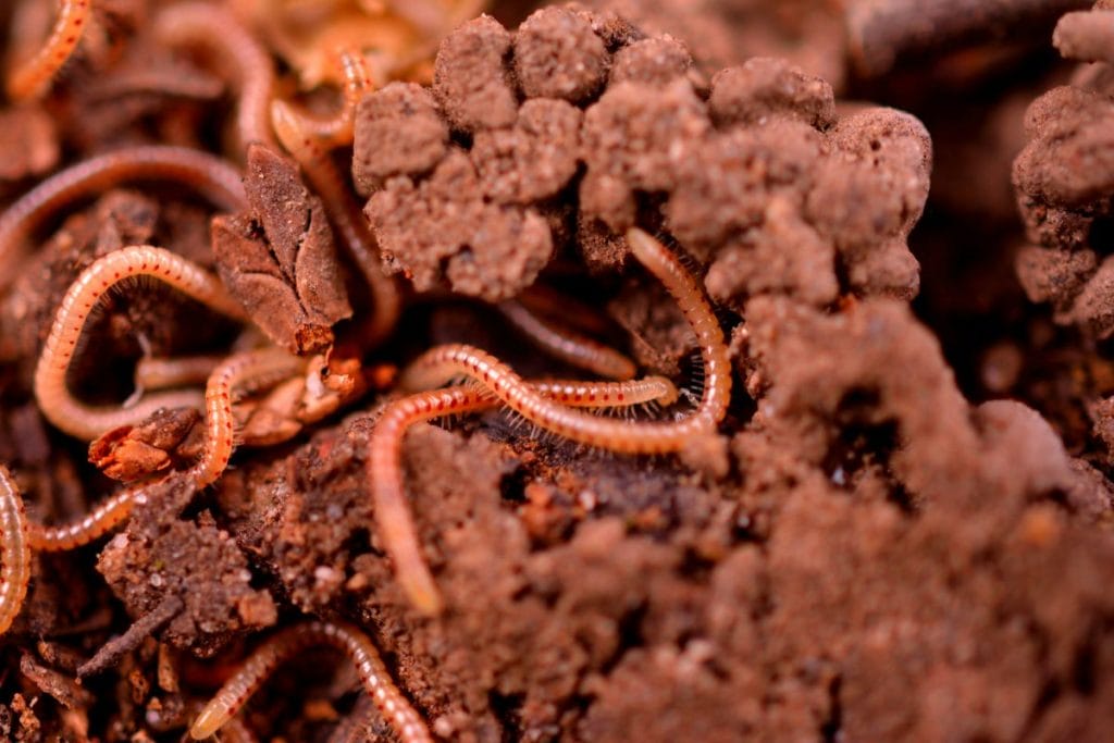 How to Build a Simple Worm Farm Using Everyday Household Materials