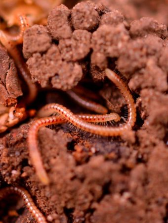 How to Build a Simple Worm Farm Using Everyday Household Materials