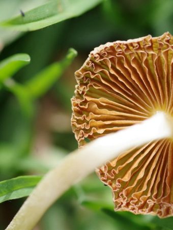 How to Stop Mold and Fungus Before They Harm New Growth