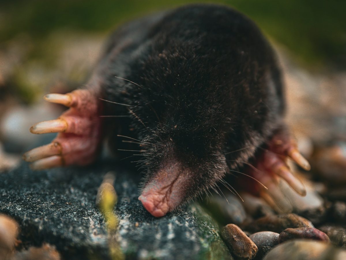 Why Moles Become More Noticeable in Early Spring