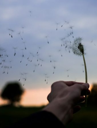 How to Protect Plants From Strong March Winds