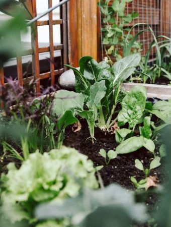 Budget-Friendly Crops to Plant in March (Depending on Your Zone)