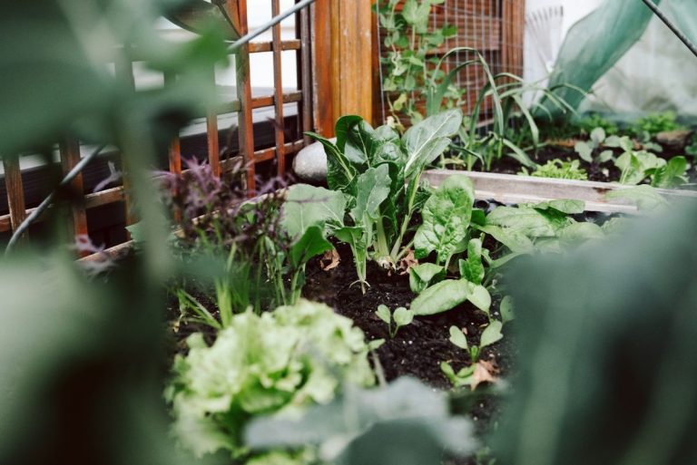 How to Grow More Food in Less Space