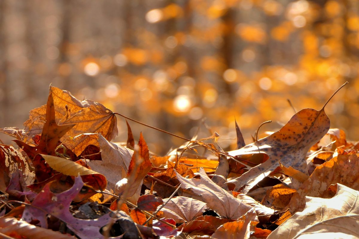 Free Sources of Mulch Many People Overlook