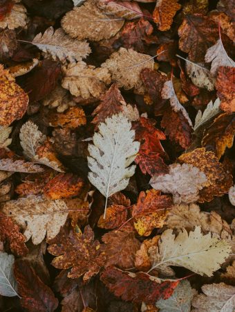 A Backyard Material That Can Work as Well as Mulch