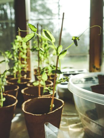 How to Grow Fresh Herbs on a Windowsill Without Buying Garden Soil