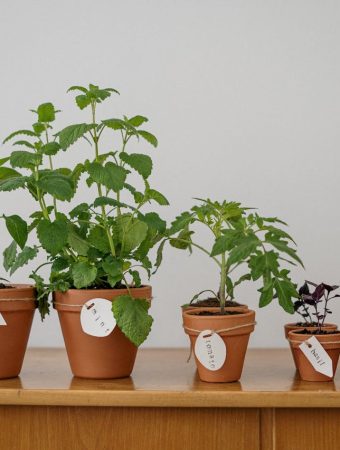 5 Patio Herb Garden Ideas That Work for Renters and Small Spaces