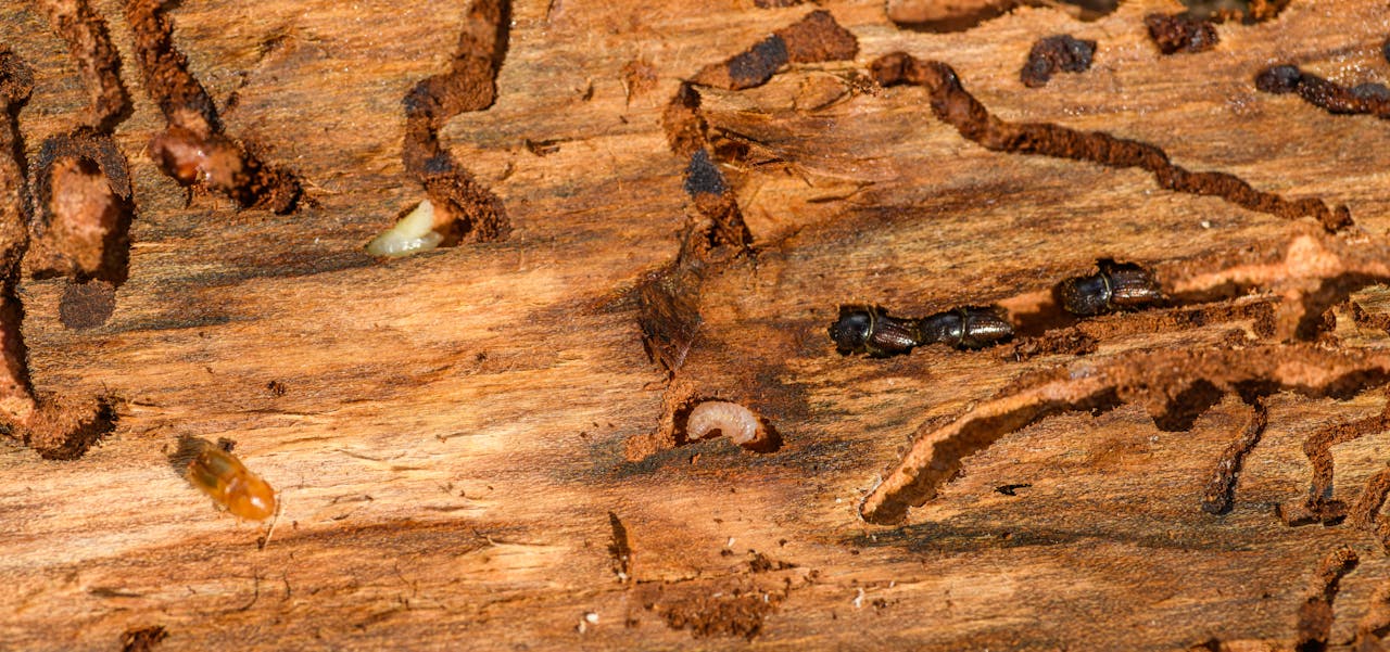 Early Termite Warning Signs Around Garden Beds