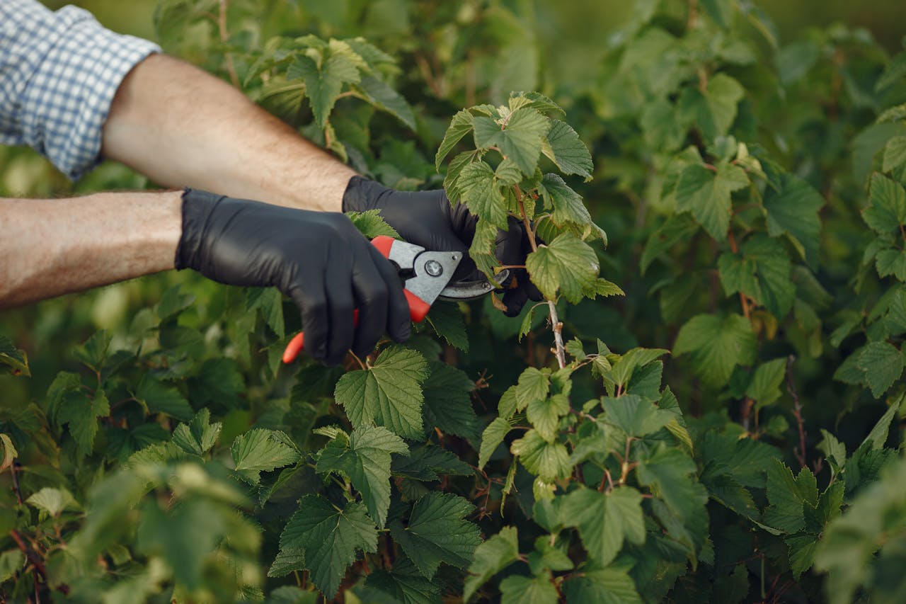 March Pruning Mistakes That Reduce Summer Harvests