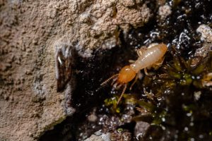 Termite Prevention Tips for Raised Beds