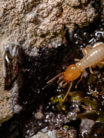 Termite Prevention Tips for Raised Beds