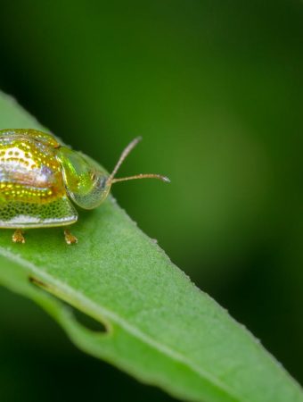 9 Backyard Bugs That Can Damage Plants Before Summer
