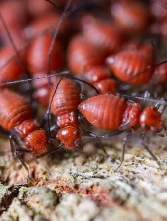Why Termite Activity Can Increase Around Gardens in Early Spring