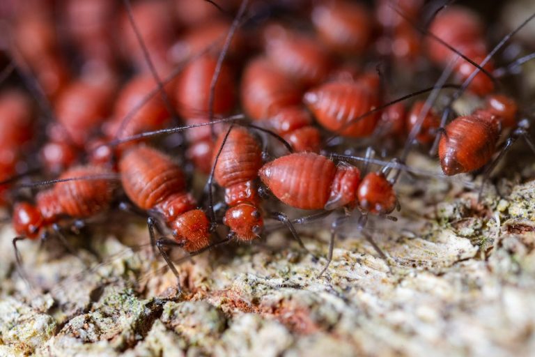 Why Termite Activity Can Increase Around Gardens in Early Spring