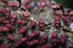 Early Termite Warning Signs Around Garden Beds