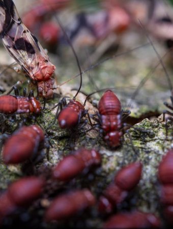 Early Termite Warning Signs Around Garden Beds