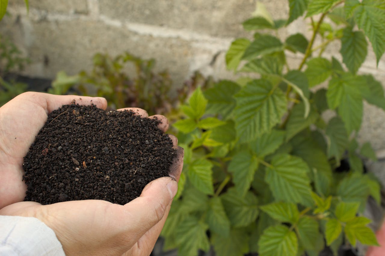 How to Use Coffee Grounds Safely in the Garden