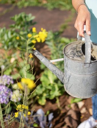 How to Reduce Water Use Without Sacrificing Plant Health