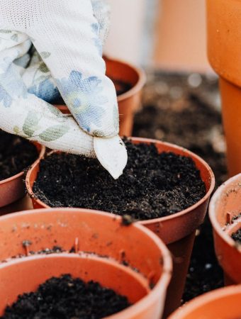 8 Seed-Saving Tips That Help You Avoid Buying Packets Every Season