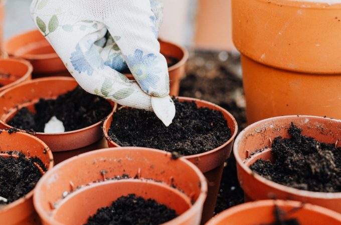 8 Seed-Saving Tips That Help You Avoid Buying Packets Every Season