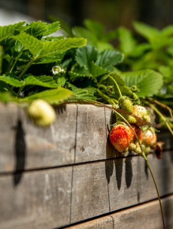 Low-Cost Ways to Build Raised Beds in 2026