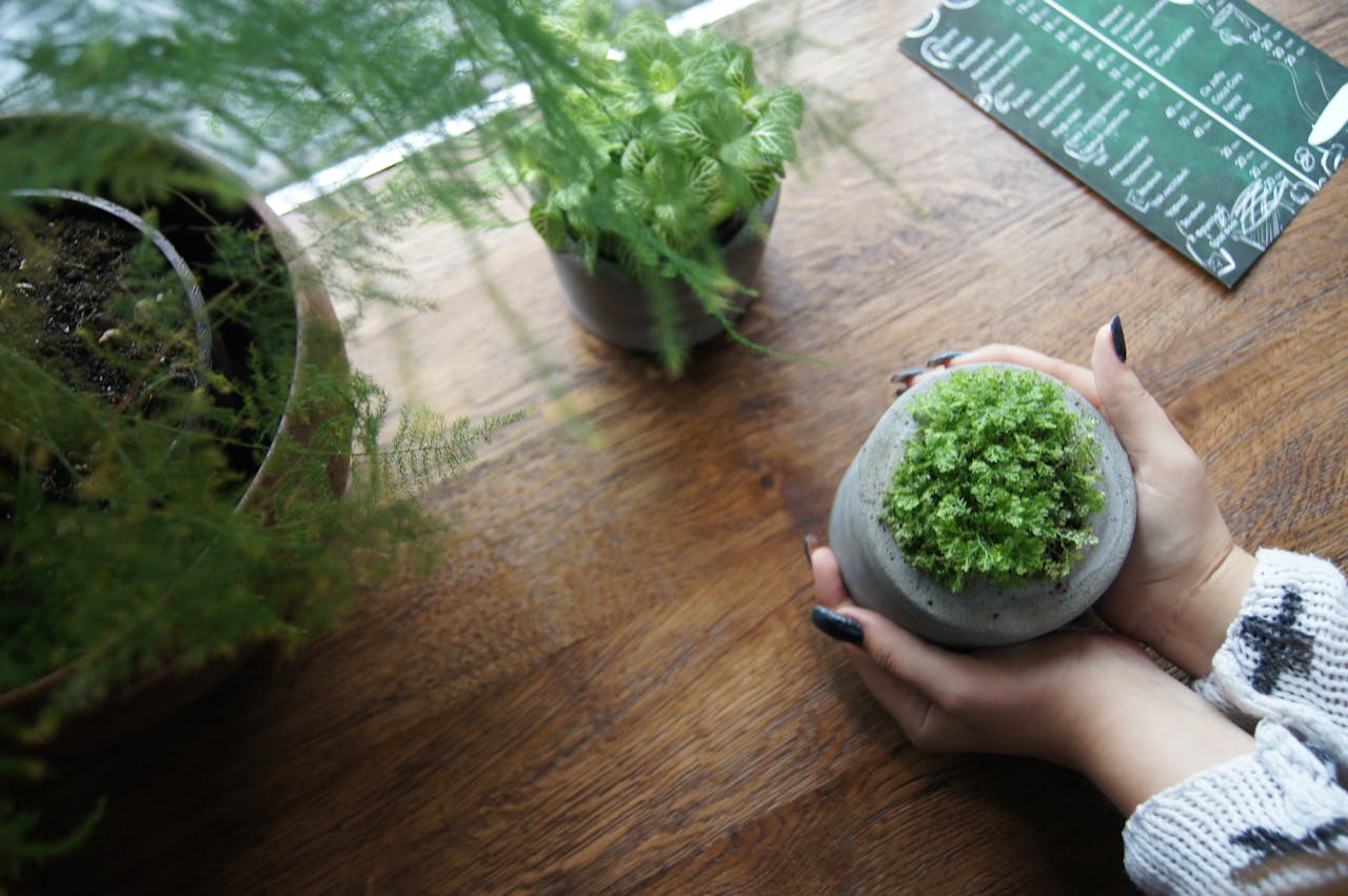 How to Grow Fresh Herbs on a Windowsill Without Buying Garden Soil