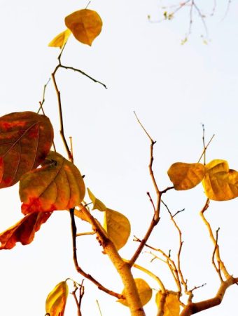 What Yellowing Leaves in March Often Mean