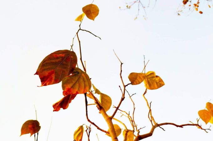 What Yellowing Leaves in March Often Mean