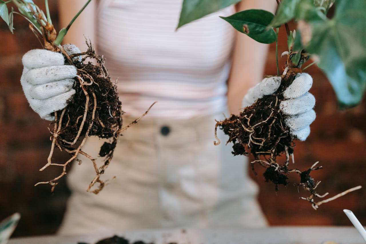 The Simple Root-Rot Prevention Trick Many New Gardeners Miss