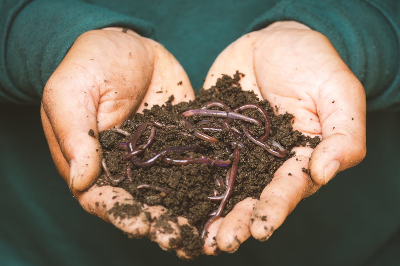How to Encourage Earthworms That Improve Soil Naturally