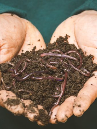 The Most Overlooked Spring Pest: Cutworms