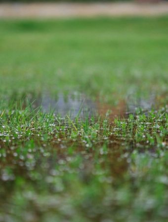Signs Your Garden Has a Drainage Problem