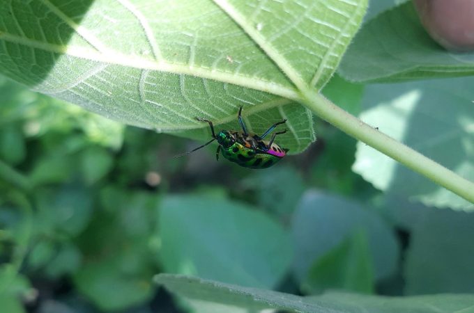 Which Plant Pairings Naturally Reduce Pests and Improve Yields