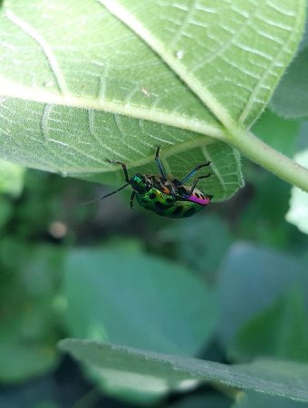 The Best Companion Plants for Natural Pest Control