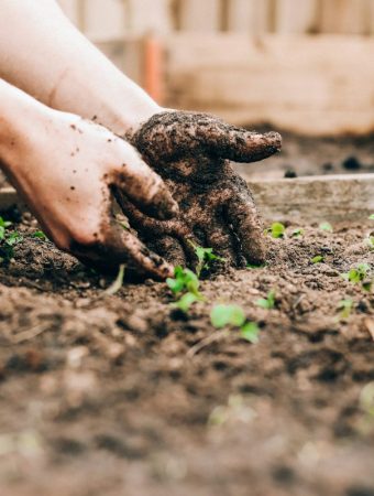 7 Simple Soil Tests You Can Do at Home Without Special Tools