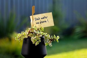 7 Clear Signs Your Plants Are Being Overwatered Without You Realizing
