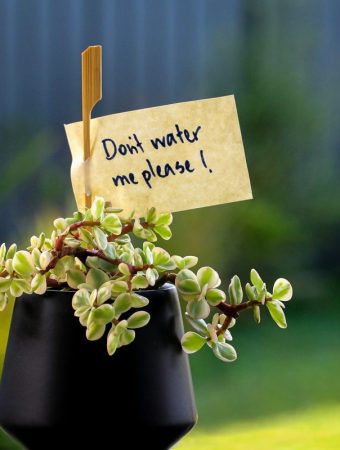 7 Clear Signs Your Plants Are Being Overwatered Without You Realizing
