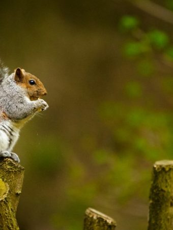 Budget-Friendly Ways to Keep Squirrels Out of Your Garden